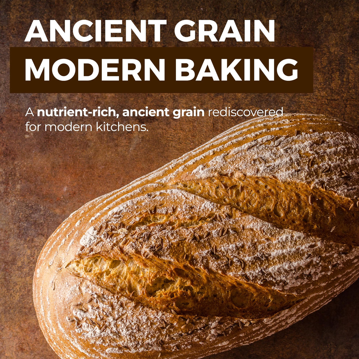 Modern Mountain Kamut Flour dough ready for hearty whole-wheat bread.
