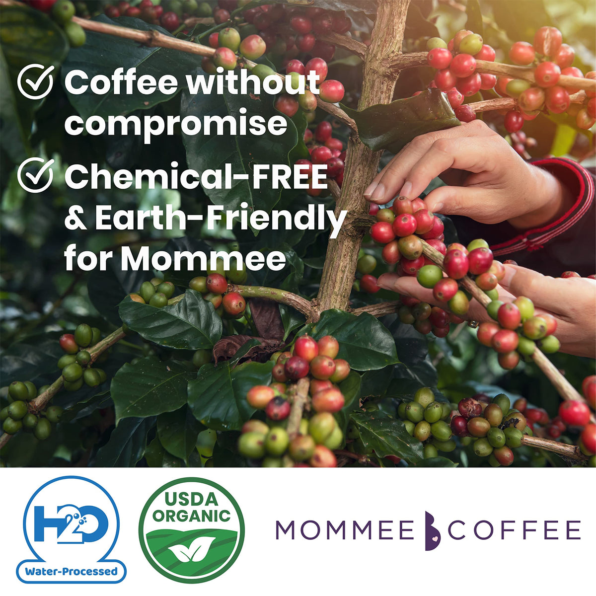 Mommee Coffee Decaf fair trade label signals ethical partnerships and responsible farming