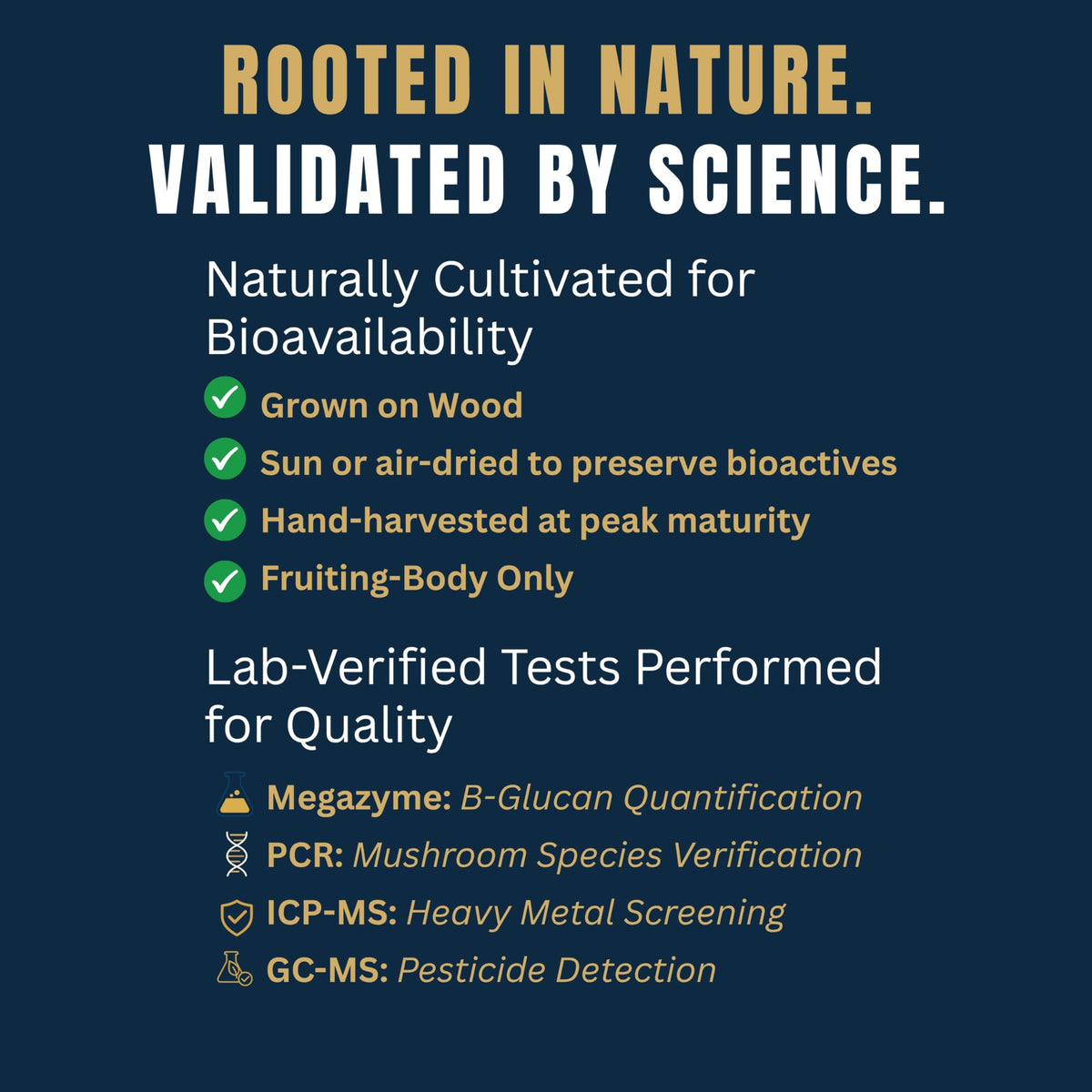 Monkey Brew Original ingredients mushroom closeup emphasizes fruiting-body mushrooms for focus and immune support.