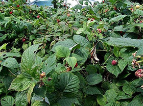 Monterey Bay Herb Co raspberry leaf cosmetic oil infusion for salves.