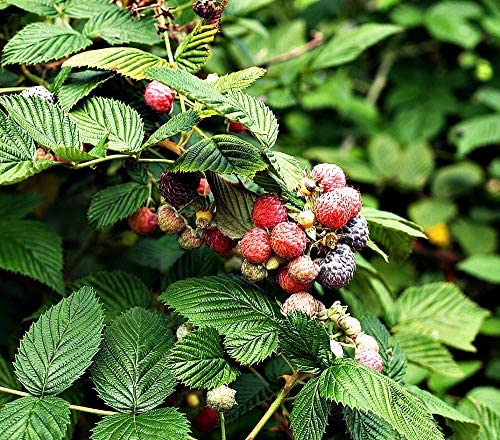 Monterey Bay Herb Co raspberry leaf infusion for toner and hair rinse.