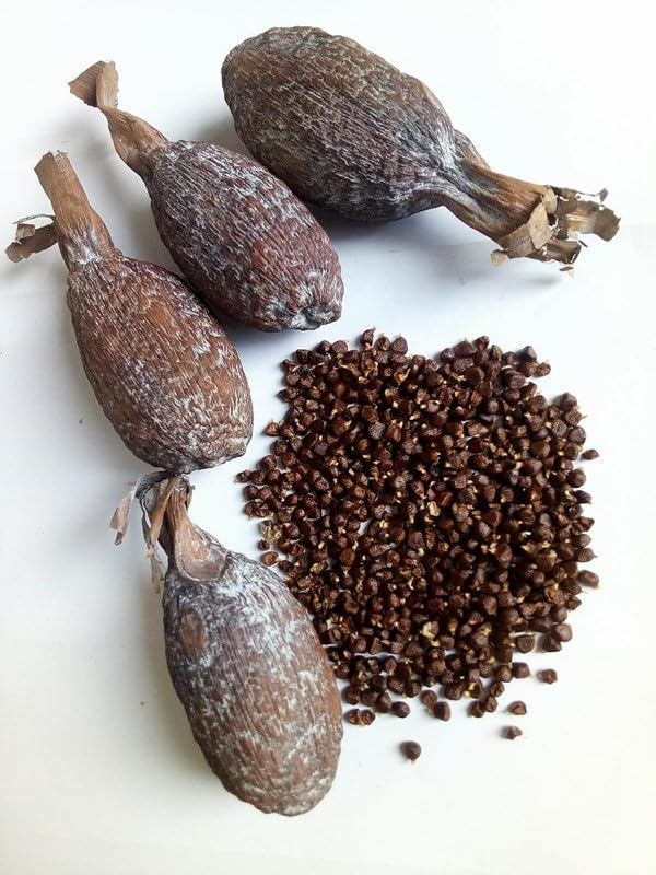 Motherland Goods alligator pepper pods ideal for cooking and beer brewing with citrus notes