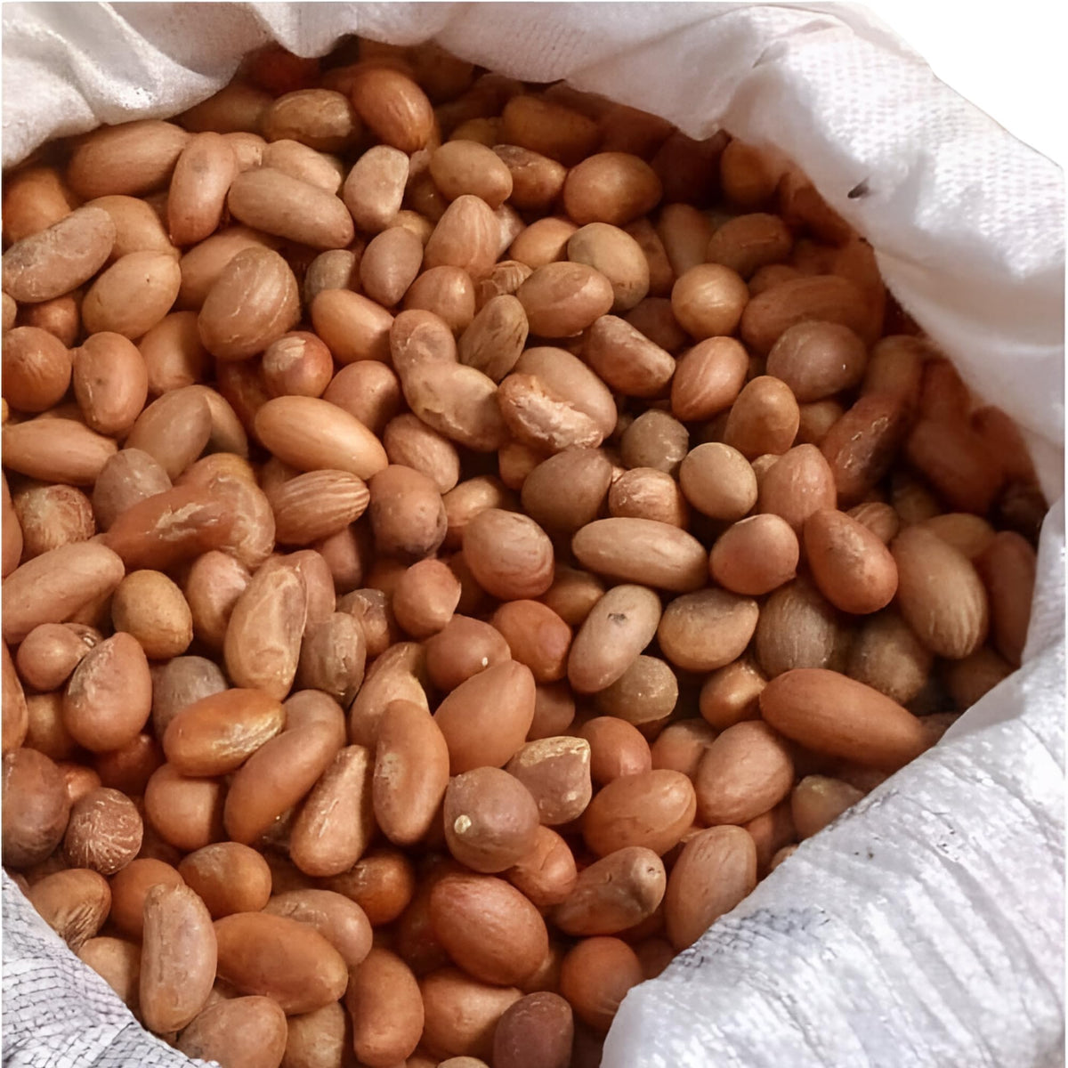 Motherland Goods Bitter Kola seeds, whole dried, ideal for raw chewing or infusion