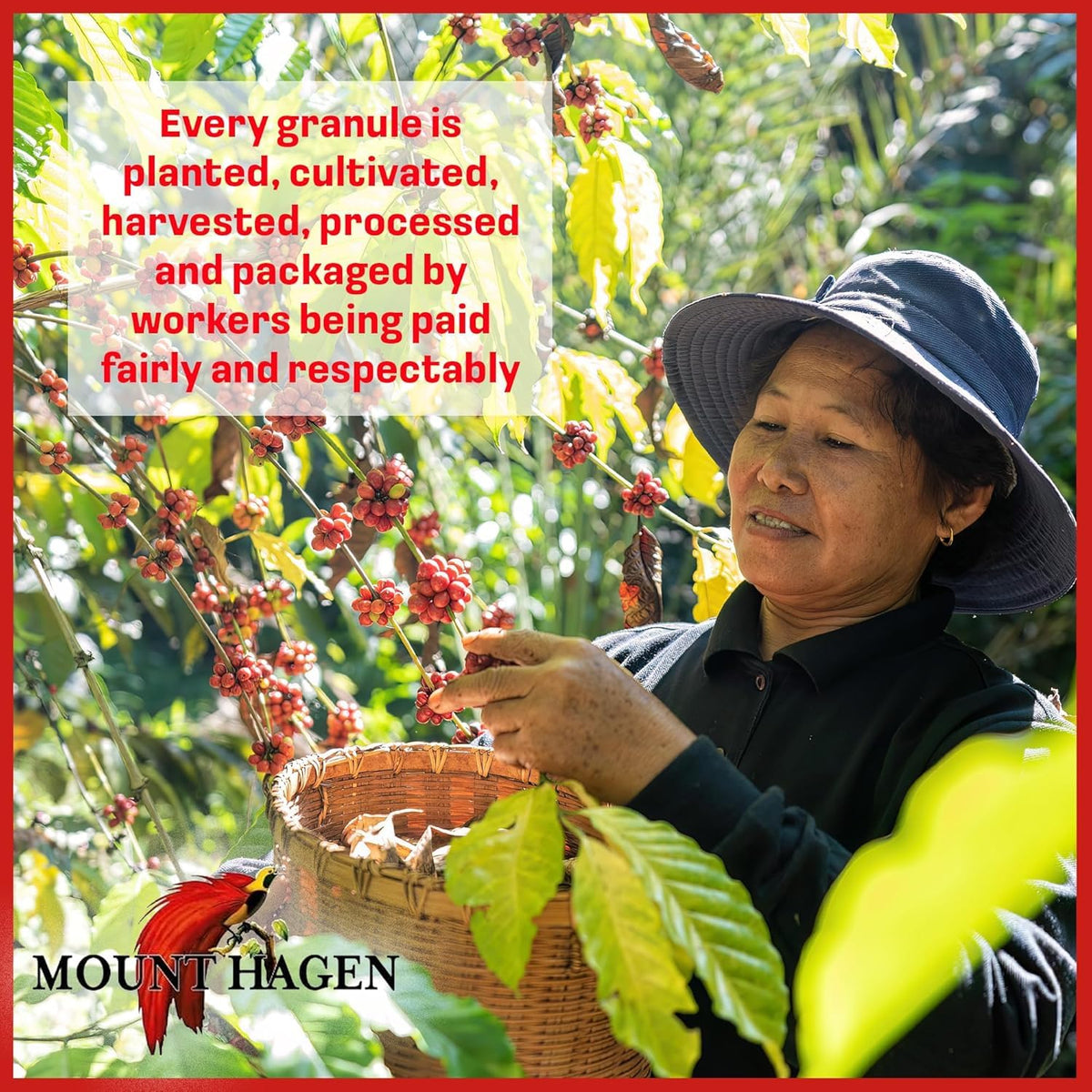 Lattes and smoothies boosted by Mount Hagen instant espresso