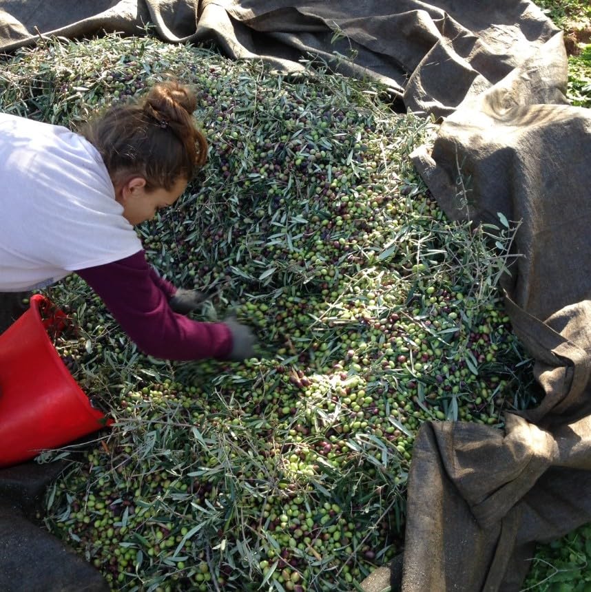 Mr. Papou's olive oil as a dressing for fresh greens