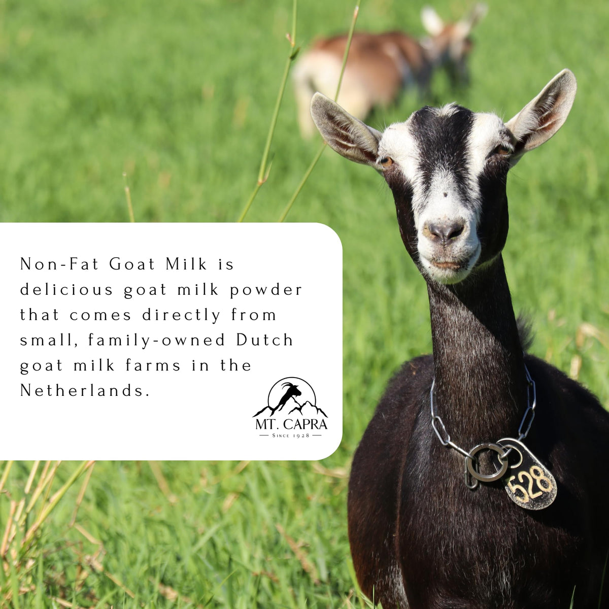 Powder mixing with water yields a smooth, nourishing milk substitute.