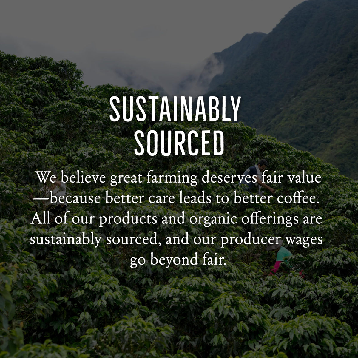Mt. Comfort Coffee Sumatra farm packaging emphasizing small-farm sourcing