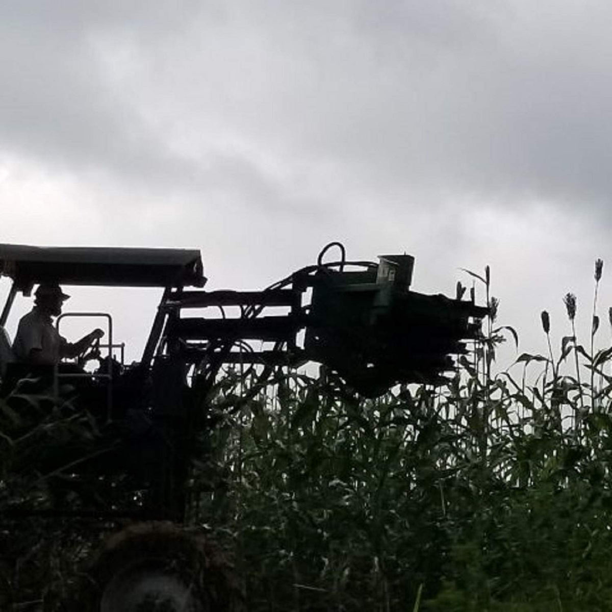 Muddy Pond Sorghum Mill award label, trusted heritage and US-made quality.