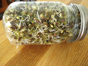 Mulberry Lane Farms beluga lentils sprouting for fresh protein options.
