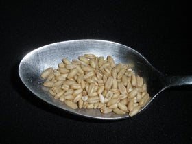 Mulberry Lane Farms hulled oats with hulls removed for quicker cooking.
