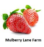 Mulberry Lane Farms French Green Lentils field-to-table origin, USA product