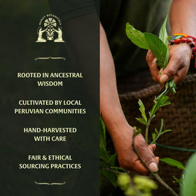 Munay Botanicals Black Maca Extract dropper ready for energy support in your routine.