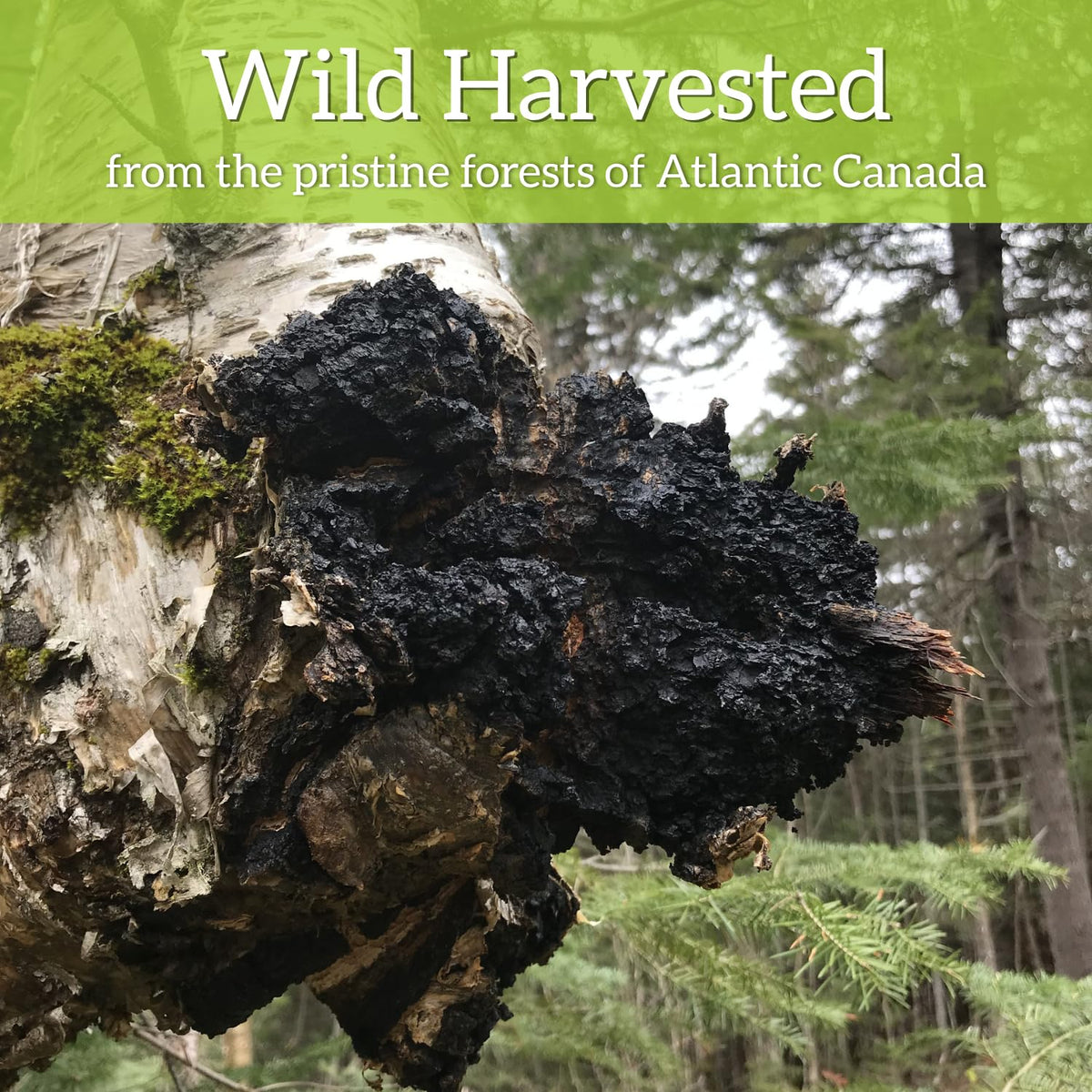 My Berry Chaga Tea Bags offer bleach-free, clean steeping.
