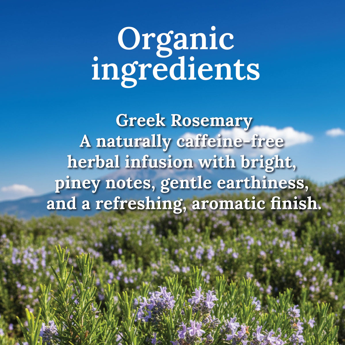 MY LAND rosemary tea steep yields a bright, calming herbal infusion.