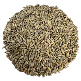 Myco Buddy organic rye berries bulk bag, ideal for storage and versatile cooking.