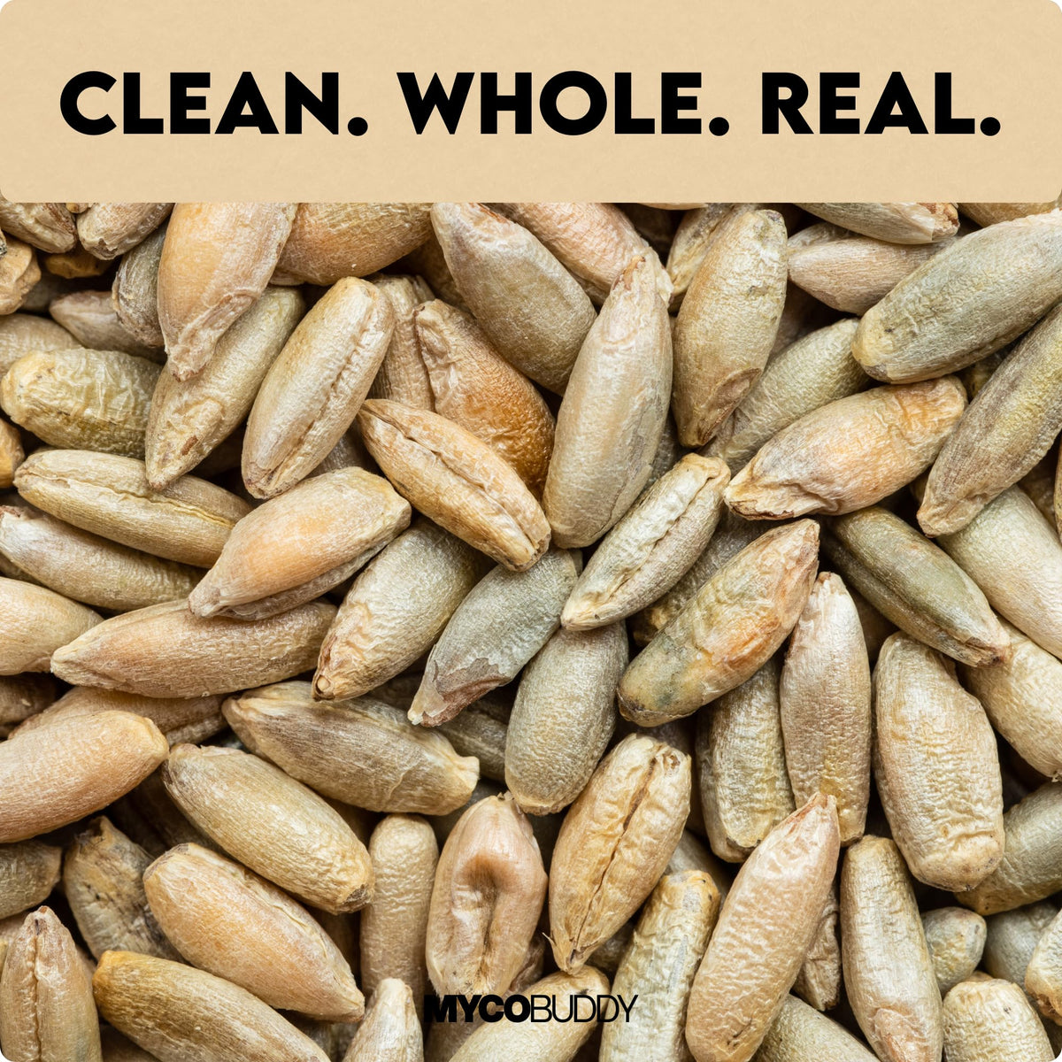Myco Buddy Organic Rye Berries close-up raw grains with a nutty texture