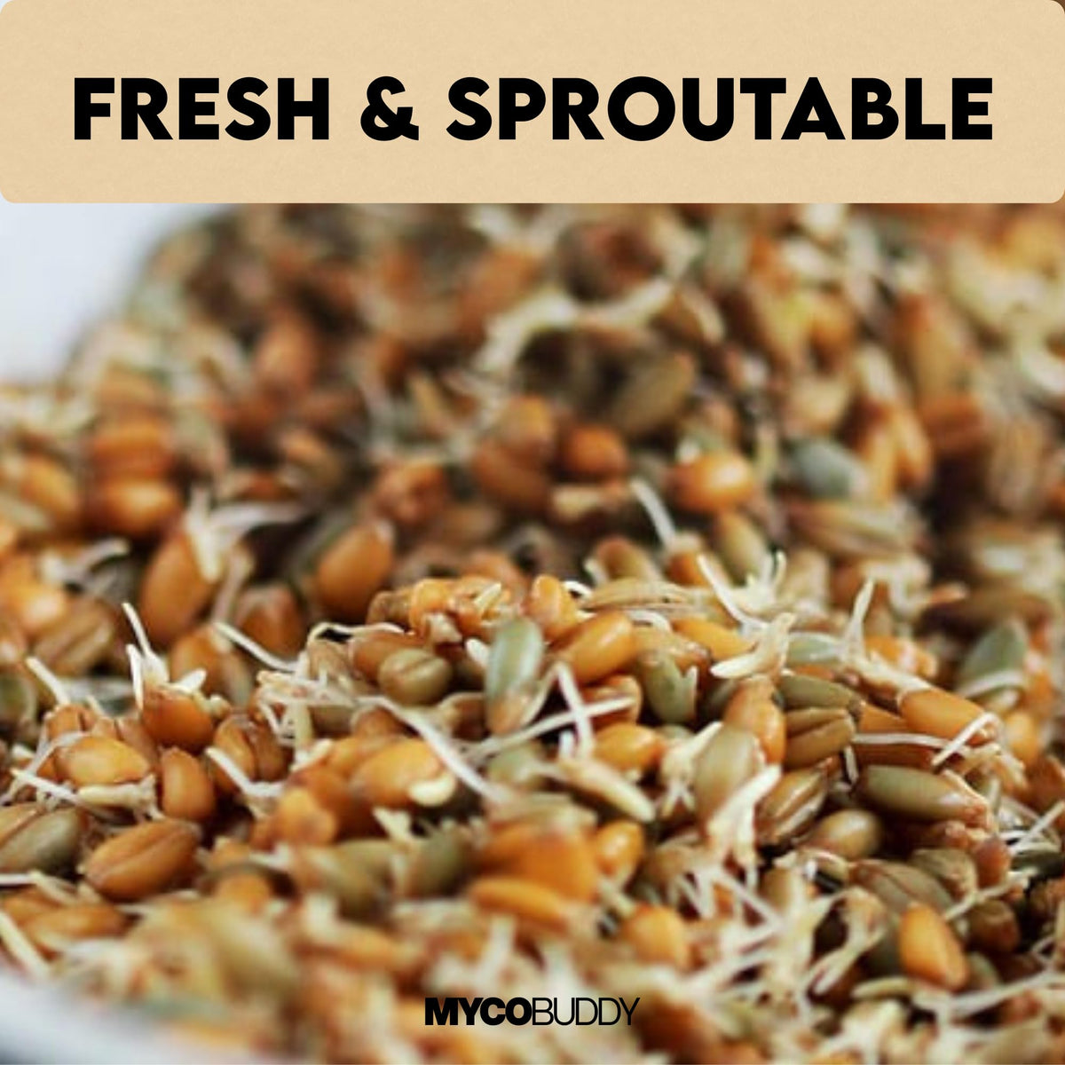 Myco Buddy rye berries simmering in pot, adding texture to hearty dishes.