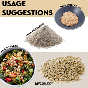 Myco Buddy Rye Berries in bread baking preparation