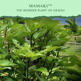 Hot cup of Mamaki tea from Nakihalani for gentle relaxation.