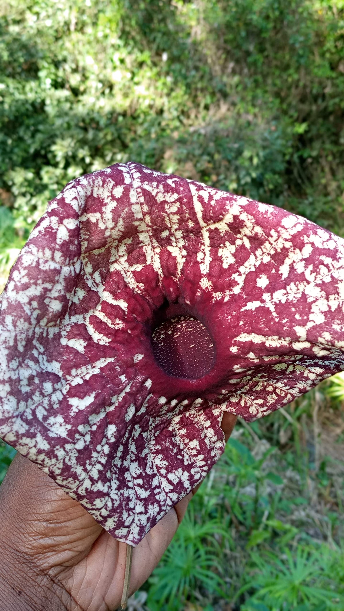 Nalego Aristolochia grandiflora tea harvest cups with rich aroma for mindful moments