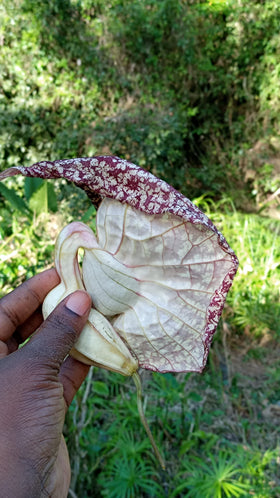 Nalego delicate dried duck flower bundle for easy daily tea preparation