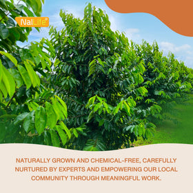 NalLife soursop leaves brewed tea in a cup with inviting aroma.
