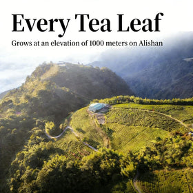 NASLAPH Alishan Oolong tea brewed cup with delicate, full-bodied liquor.