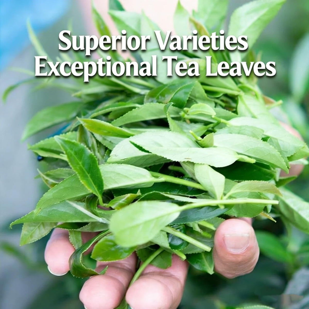 NASLAPH Alishan Oolong tea kettle steam evokes mountain freshness.