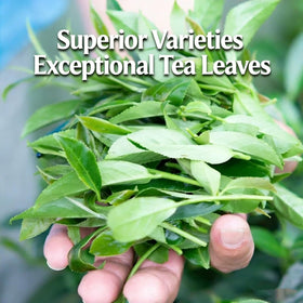 NASLAPH Alishan Oolong tea kettle steam evokes mountain freshness.
