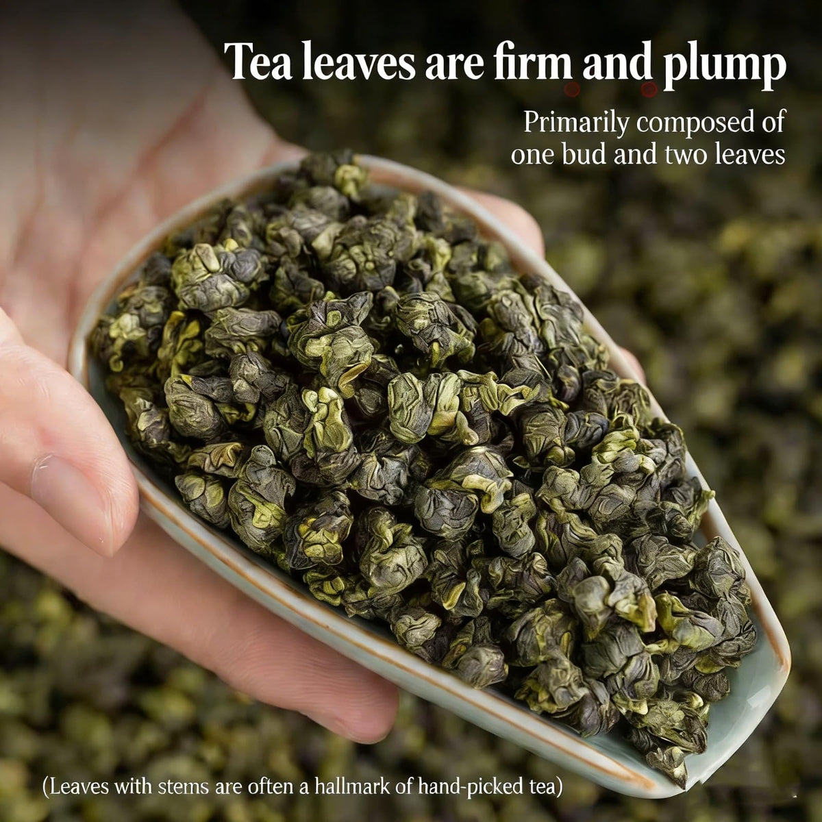 NASLAPH Alishan Oolong tea packaging tin preserves freshness and aroma.