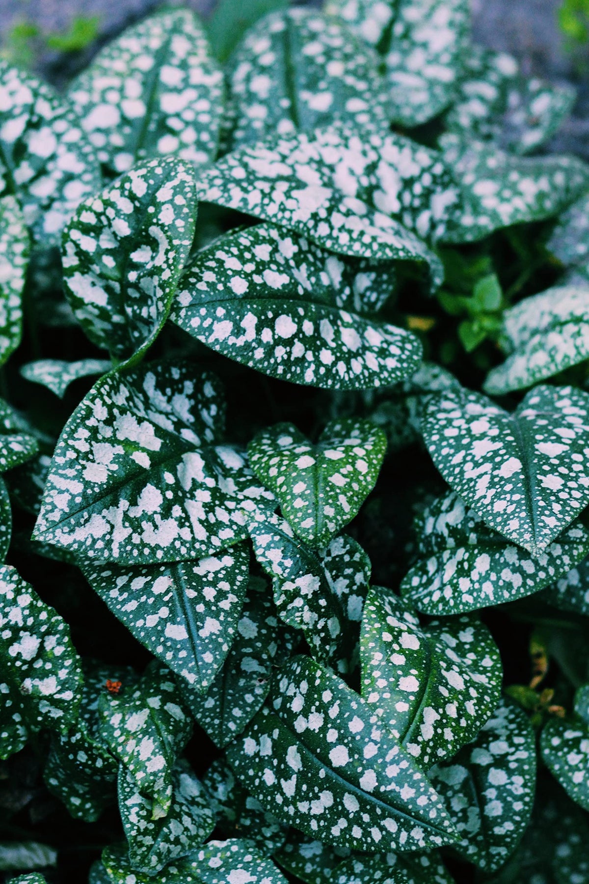 Naturegrail Lungwort leaves for sautéing with a delicate bitter-nutty flavor.