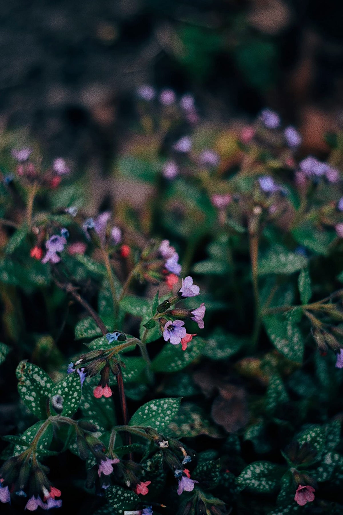 Naturegrail Lungwort from Serbia shows origin and quality on label.