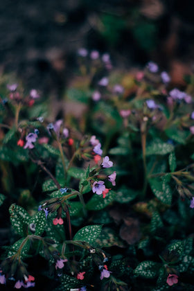 Naturegrail Lungwort from Serbia shows origin and quality on label.