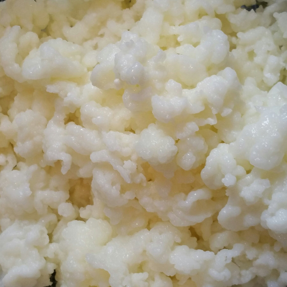 Natural Home Remedies Bulgaros water kefir grains ready to culture for a fizzy beverage