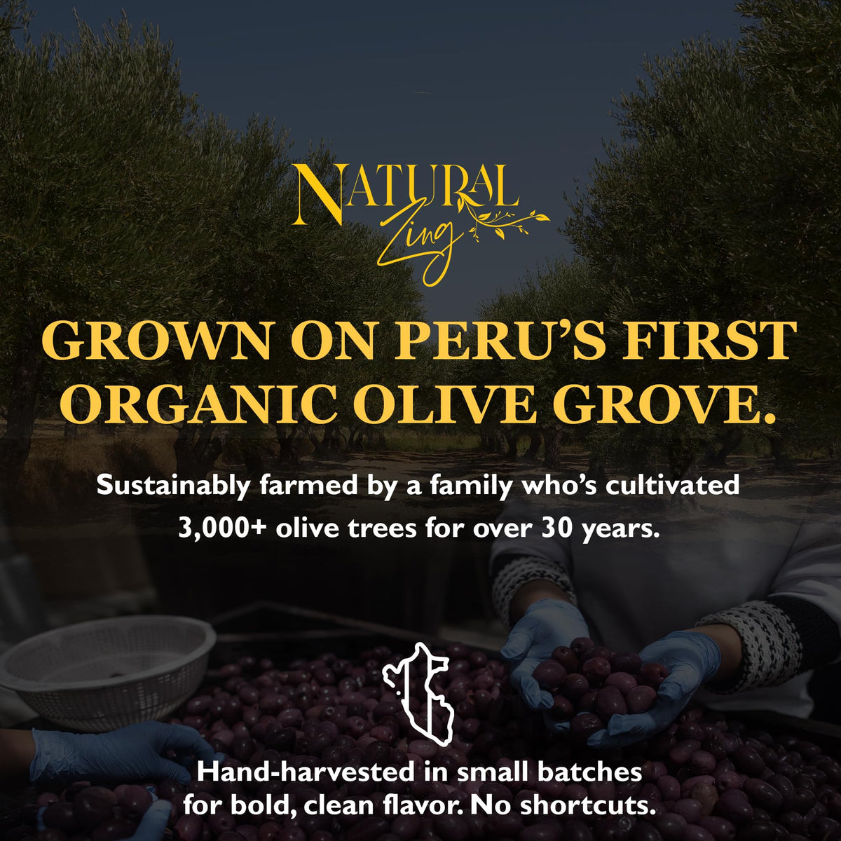 NaturalZing Coastal Peru harvest scene emphasizing ecologically cultivated olives.