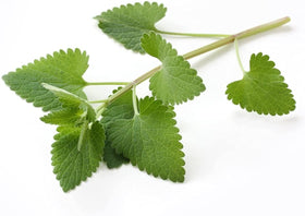 Nature Tea catnip-packaging on a kitchen shelf signaling premium Nepeta cataria.