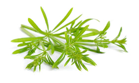 Nature Tea Cleavers dried leaf cup brew invites calm, refreshing flavor.