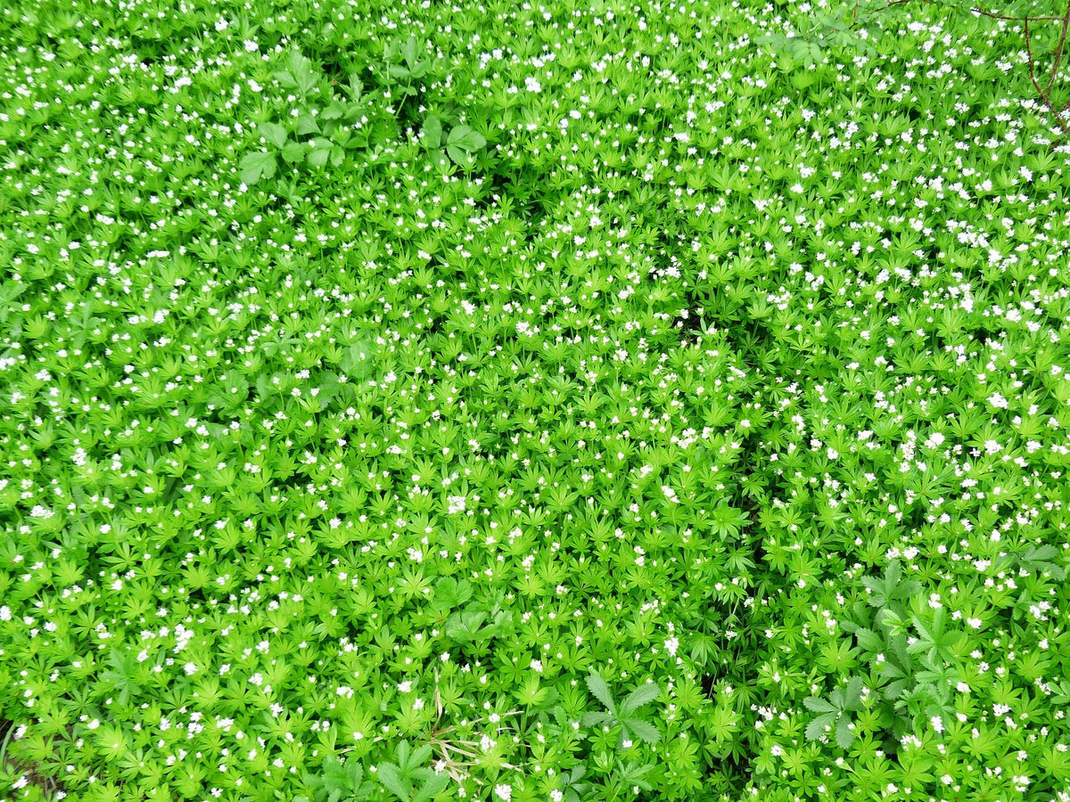 Naturegrail Galium odoratum dried, premium ingredient for traditional May wine flavor.