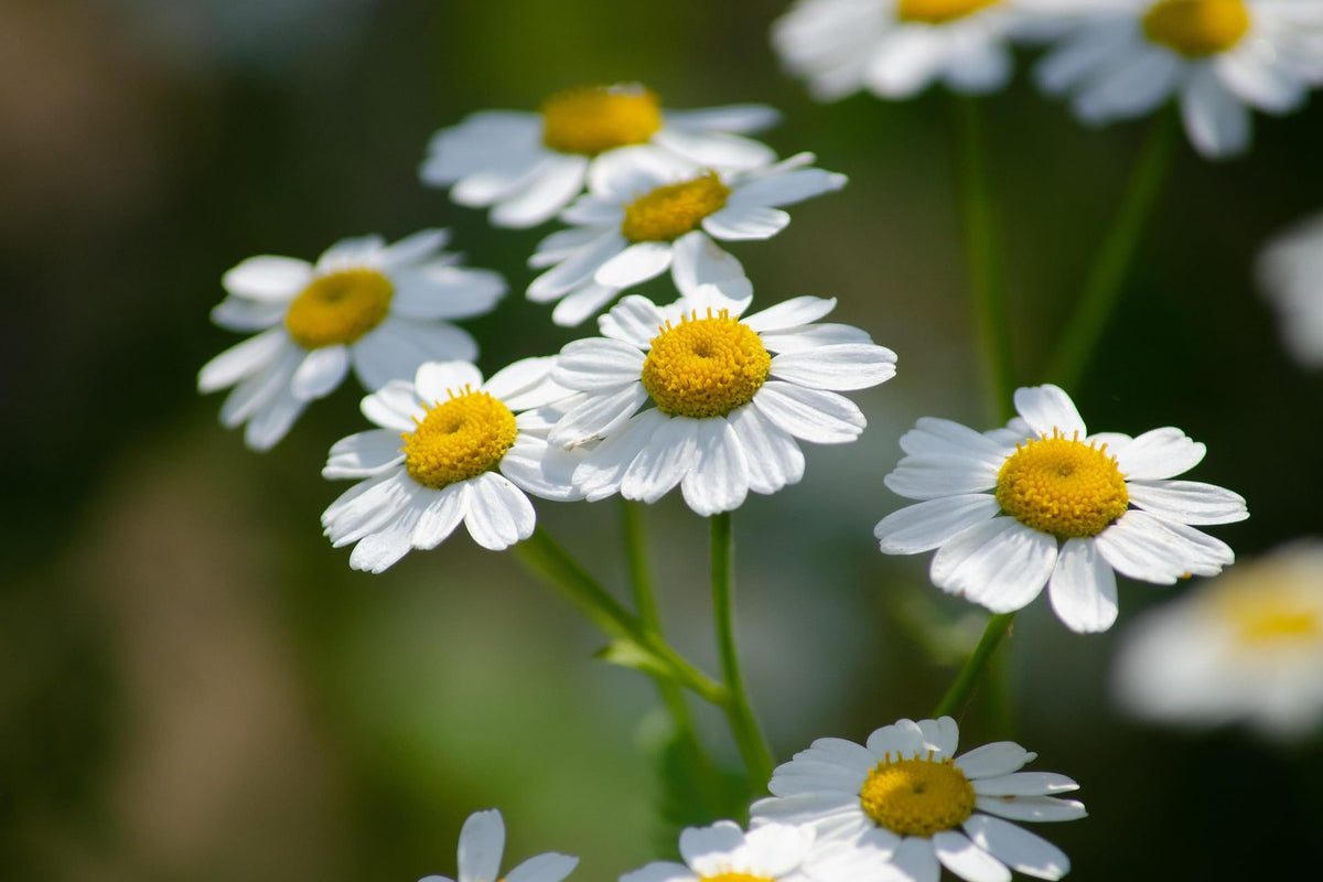 Naturegrail Feverfew net weight 1oz for small-batch projects and decor.