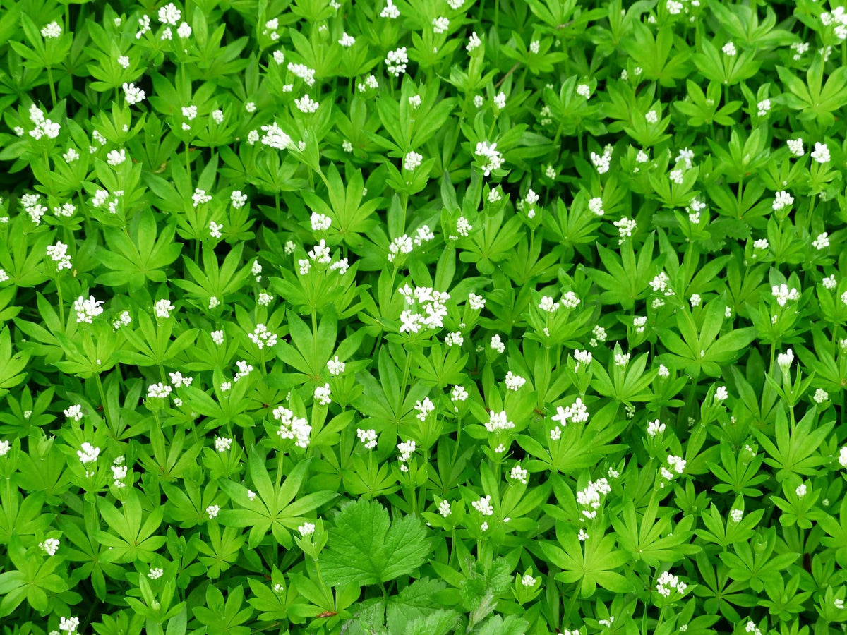 Naturegrail Sweet Woodruff cut pieces, versatile for infusions and baking.
