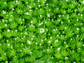 Naturegrail Sweet Woodruff cut pieces, versatile for infusions and baking.