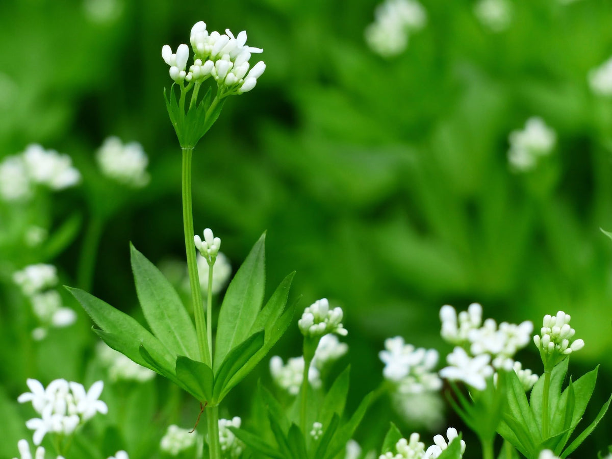 Naturegrail Sweet Woodruff infused tea setup, aromatic hints in cups.