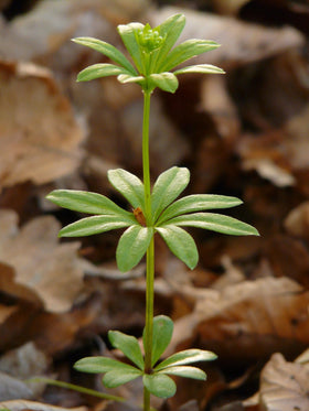 Naturegrail Sweet Woodruff packaging, compact 1 oz for easy pantry stock.
