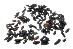 Naturegrail tonka beans storage dry cool label emphasizes freshness and longevity
