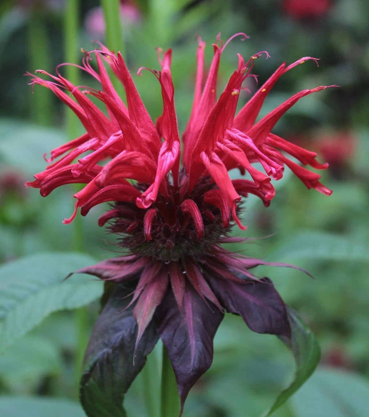 Brewed Bergamot petals in a cup, ready for aroma in tea or salads.