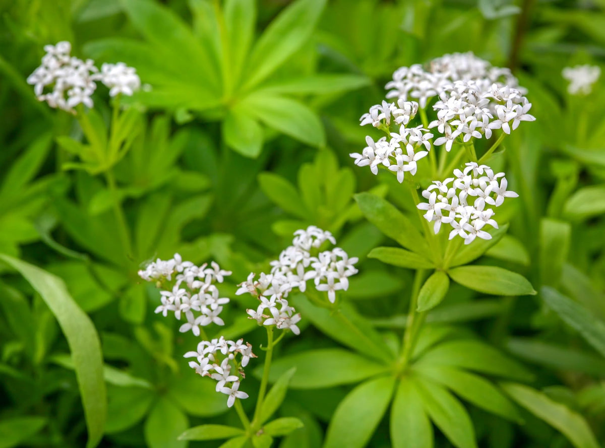 Naturegrail Woodruff sprigs on a recipe board for desserts and beverages.