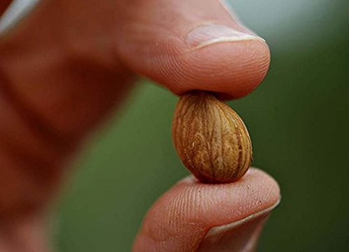 Nature's Choice bitter apricot seeds with honey dip, inviting snack idea