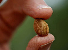 Nature's Choice bitter apricot seeds with honey dip, inviting snack idea