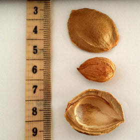 Nature's Choice dried apricot seeds packaging scene — pesticide-free and GMO-free quality