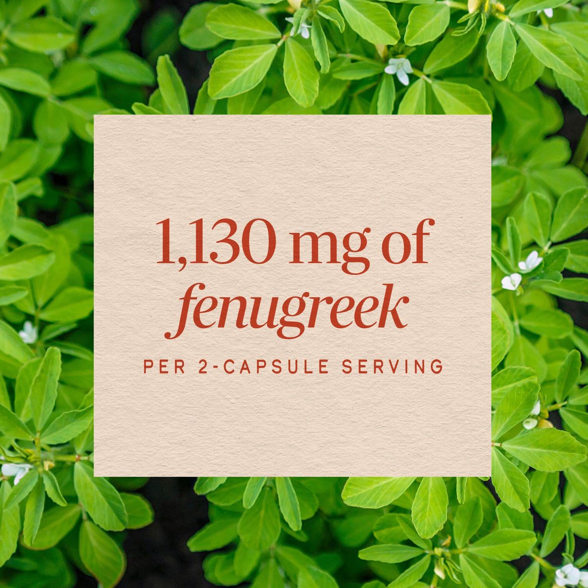 Nature's Way fenugreek ingredients label closeup